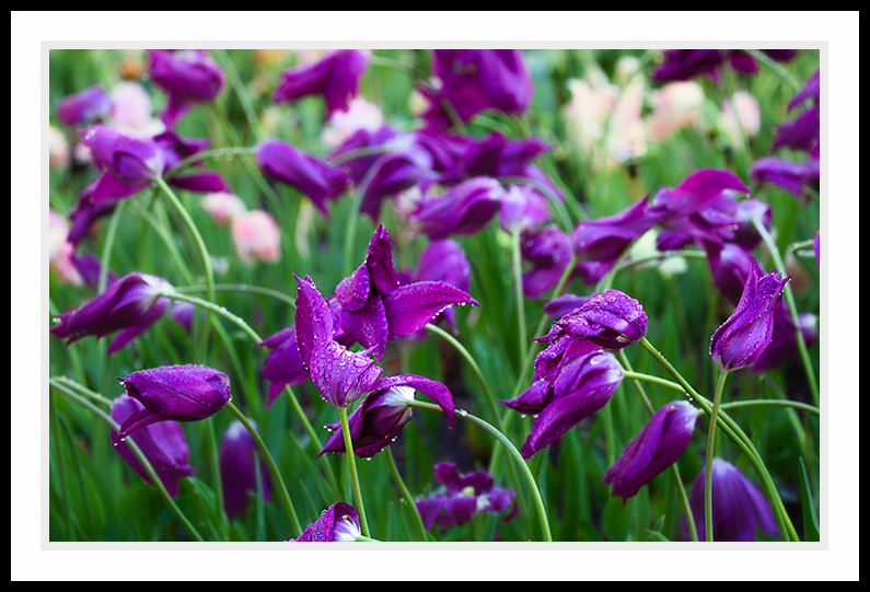 A field of tulips in purple.